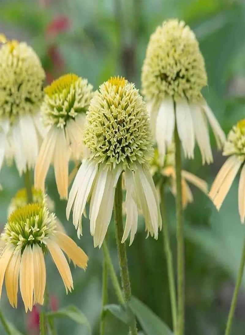 GGOOT 200pcs Special Double Petals Varieties Echinacea Seeds Suitable Arranging Flower Border Lawn Edge Become Fascinating Landscape in Your Home - Image 2