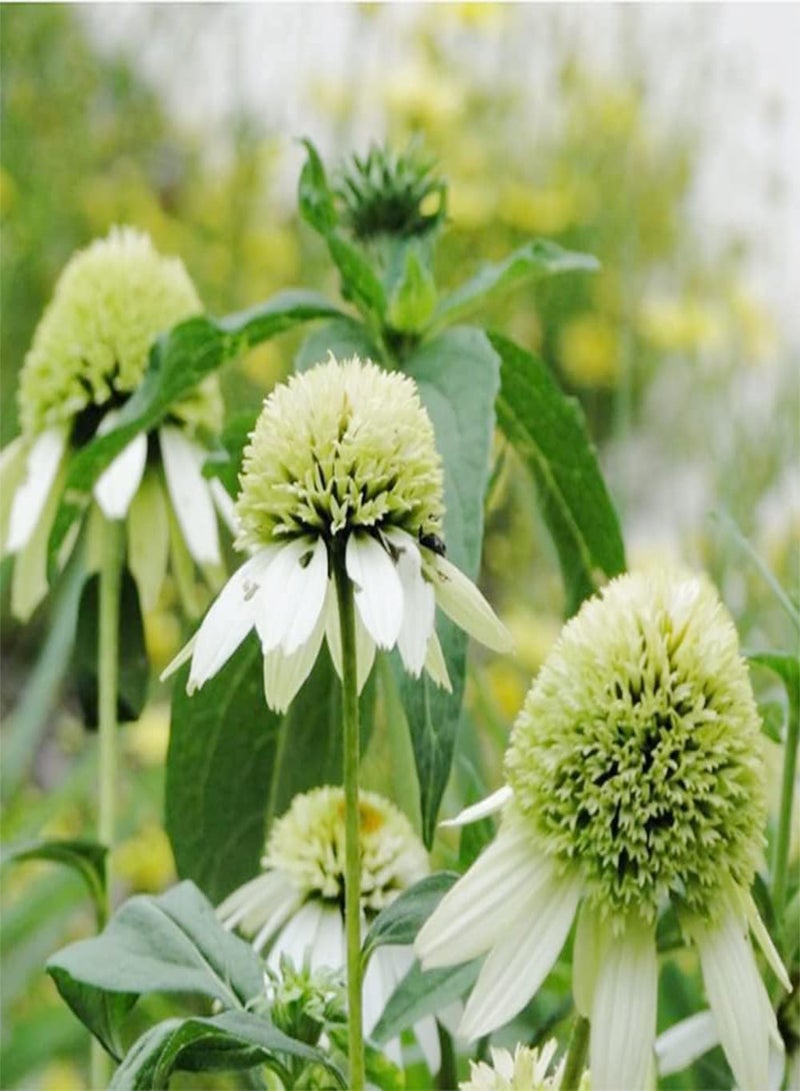 GGOOT 200pcs Special Double Petals Varieties Echinacea Seeds Suitable Arranging Flower Border Lawn Edge Become Fascinating Landscape in Your Home - Image 3