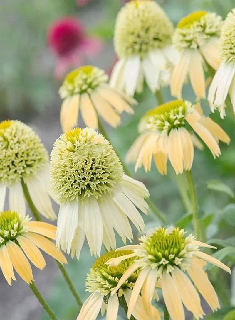 GGOOT 200pcs Special Double Petals Varieties Echinacea Seeds Suitable Arranging Flower Border Lawn Edge Become Fascinating Landscape in Your Home - Image 1