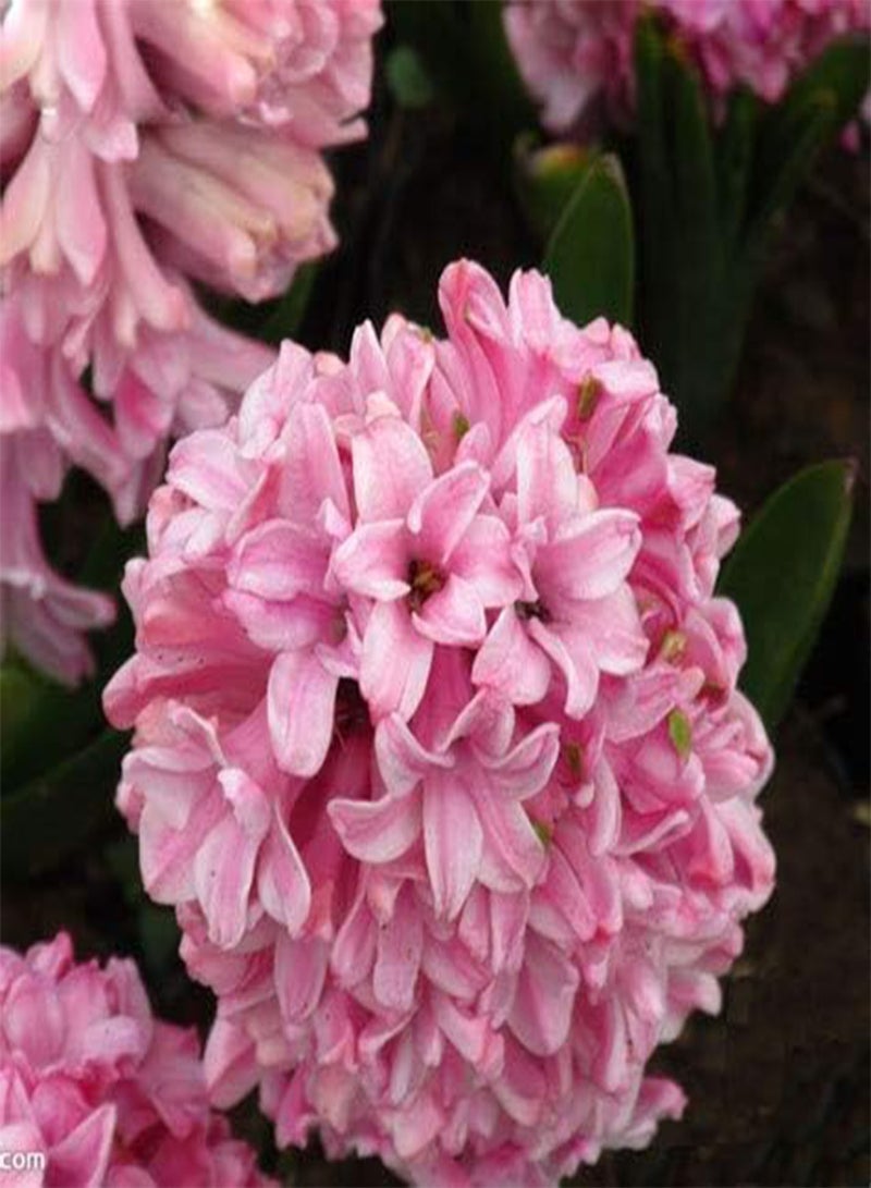 جي جوت 100 بذور زهرة الزنبق - Image 2