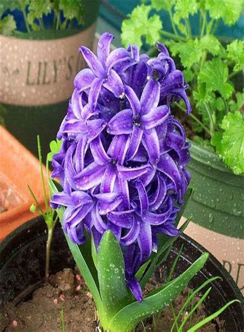 جي جوت 100 بذور زهرة الزنبق - Image 1