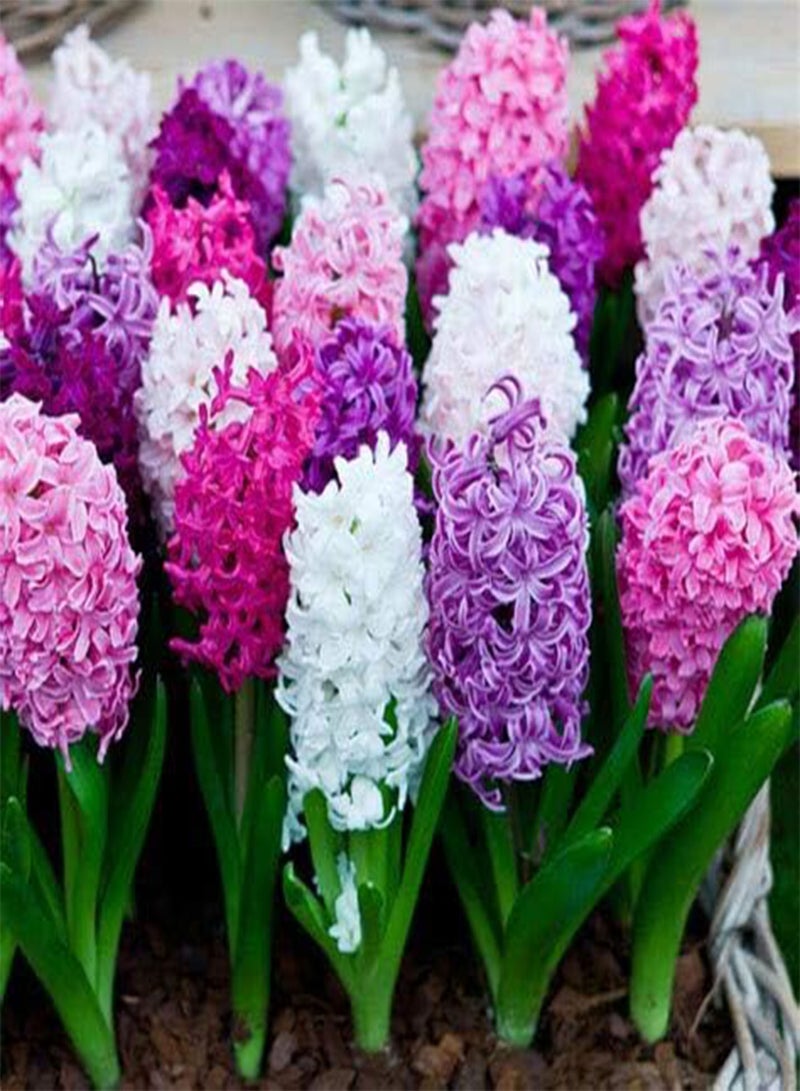 جي جوت 100 بذور زهرة الزنبق - Image 3