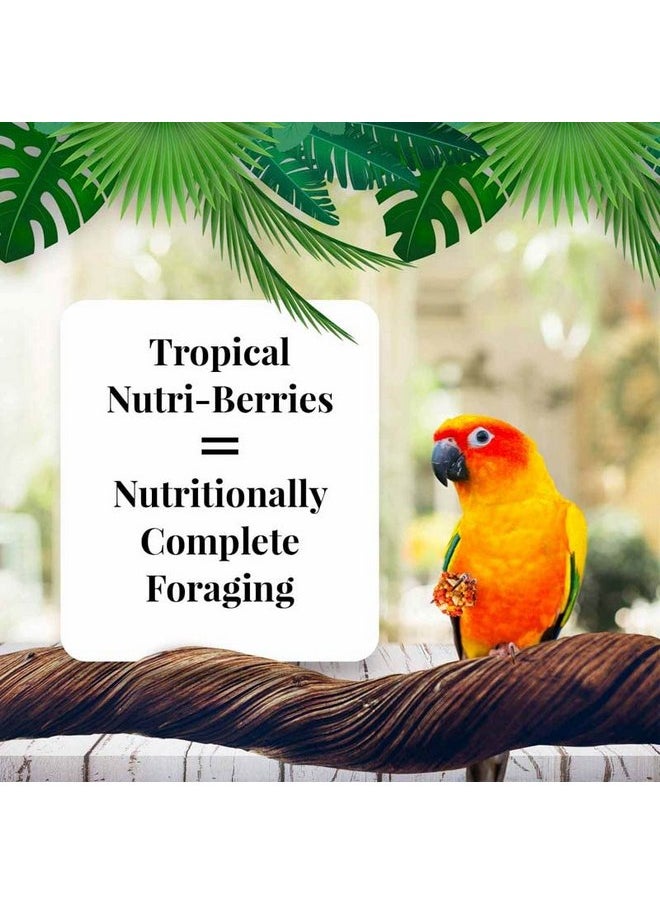 لافيبيرز طعام LAFEBER'S Tropical Fruit Nutri-Berries Conure، مصنوع من مكونات غير معدلة وراثيًا ومناسبة للبشر، للكونيور (عبوة من قطعتين بنكهة الفاكهة الاستوائية، 10 أونصات)  - Image 1