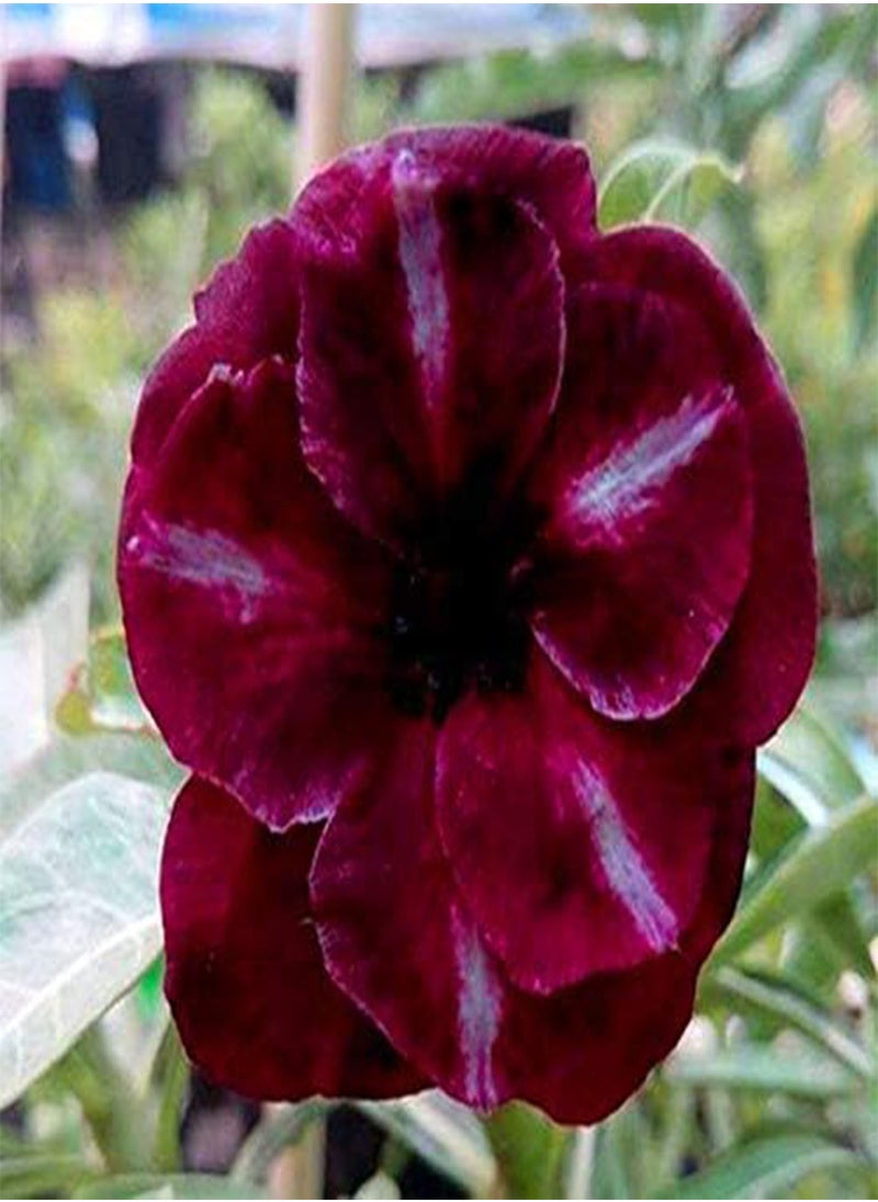GGOOT 30pcs/Pack Brown Black Desert Rose Seeds Balcony Bonsai Ornamental Flowers Adenium Plants  - Image 2