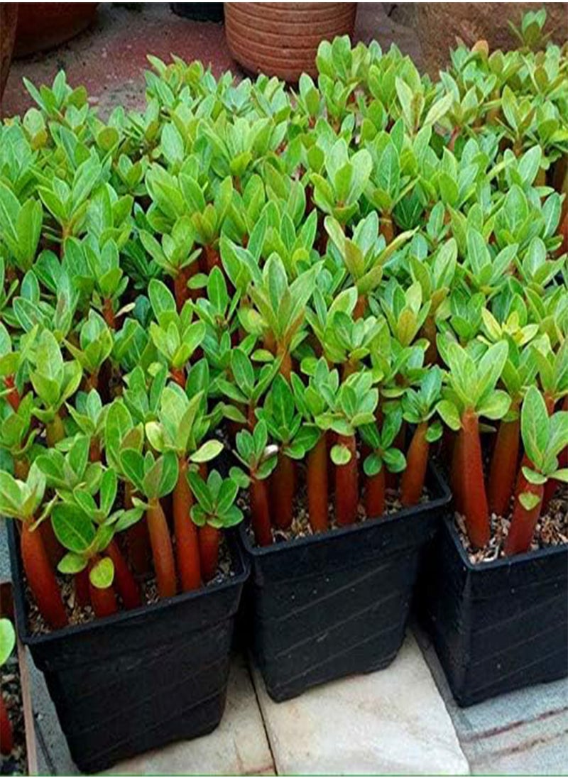 GGOOT 30pcs/Pack Brown Black Desert Rose Seeds Balcony Bonsai Ornamental Flowers Adenium Plants  - Image 4