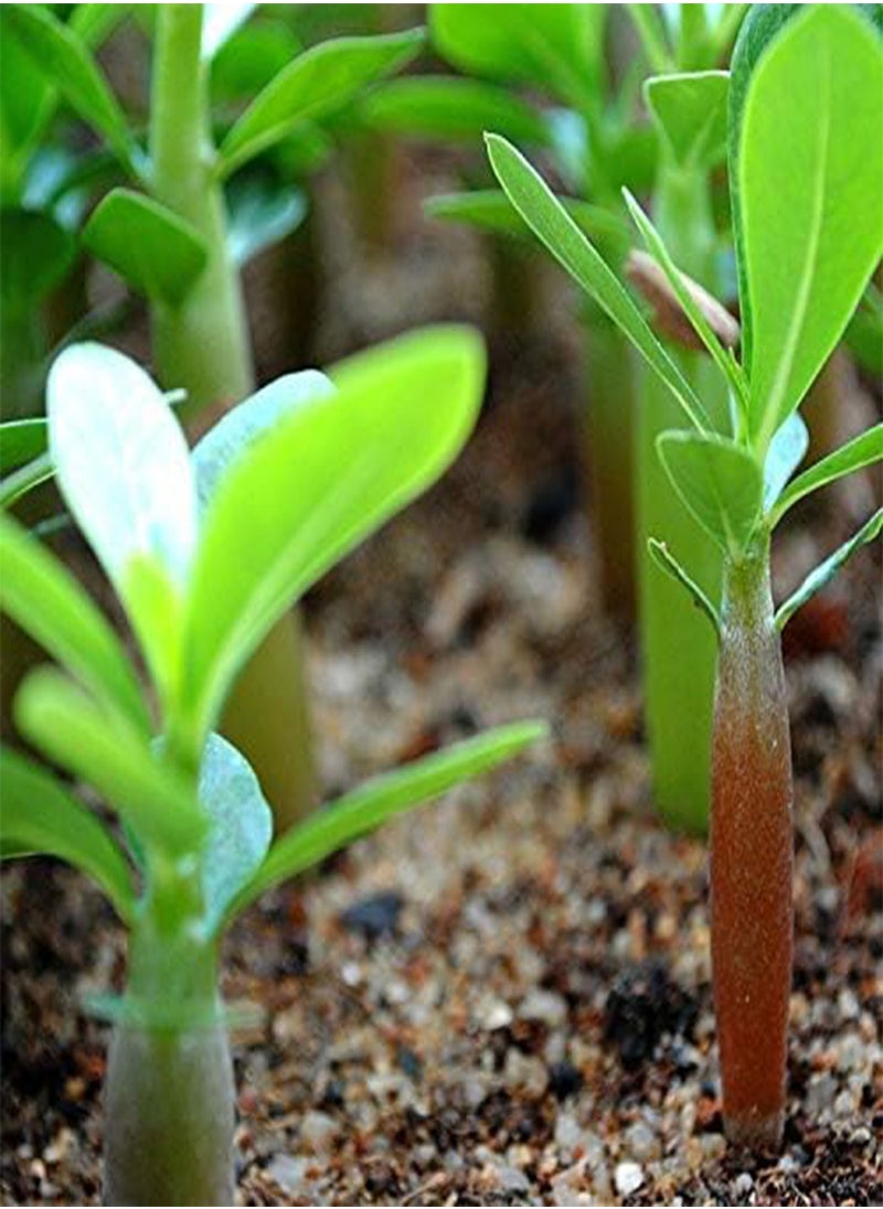 GGOOT 30pcs/Pack Brown Black Desert Rose Seeds Balcony Bonsai Ornamental Flowers Adenium Plants  - Image 5