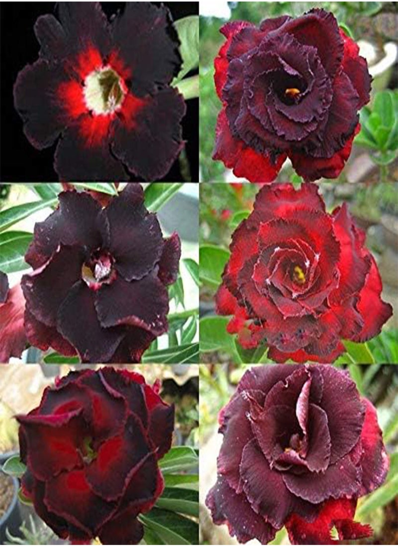GGOOT 30pcs/Pack Brown Black Desert Rose Seeds Balcony Bonsai Ornamental Flowers Adenium Plants  - Image 1