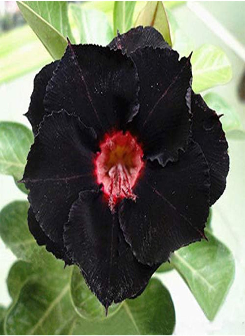 GGOOT 30pcs/Pack Brown Black Desert Rose Seeds Balcony Bonsai Ornamental Flowers Adenium Plants  - Image 3