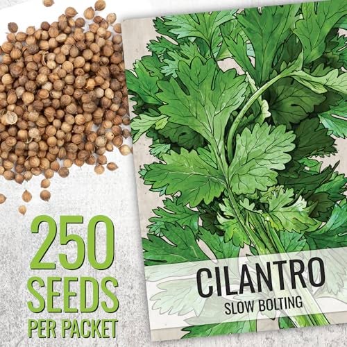 Seed Needs Coriander Seeds for Planting Culantro & Cilantro - Non-GMO Heirloom & Untreated Herb Seed to Plant an Indoor/Outdoor Culinary Medicinal Garden (Collection of 2 Packets) - Image 2