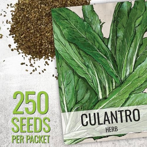 Seed Needs Coriander Seeds for Planting Culantro & Cilantro - Non-GMO Heirloom & Untreated Herb Seed to Plant an Indoor/Outdoor Culinary Medicinal Garden (Collection of 2 Packets) - Image 3