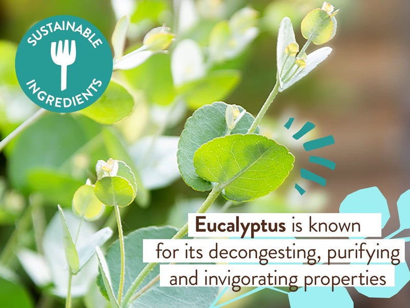 Babo Botanicals Eucalyptus Remedy Shampoo & Wash - Invigorating Eucalyptus & Rosemary Essential Oils -For all Ages - EWG Verified - Vegan - Cruelty Free - Image 3