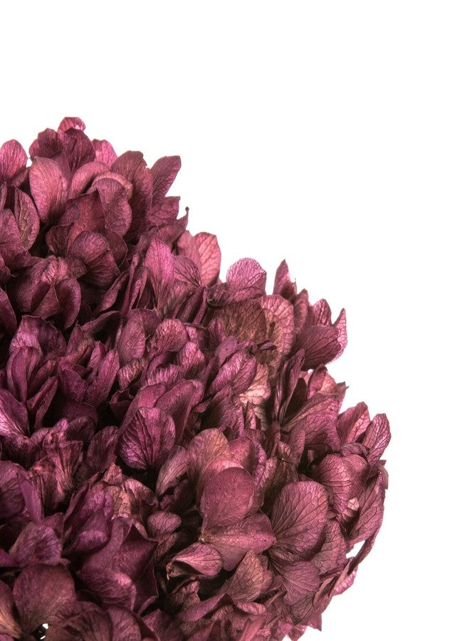 فيكرمان زهرة الأوركيد الأرجوانية من فيكرمان، ساق بطول 15 بوصة، زهور مجففة محفوظة، مثالية لتزيين حفلات الزفاف، أو المنزل، أو الاستخدام اليومي. - Image 4