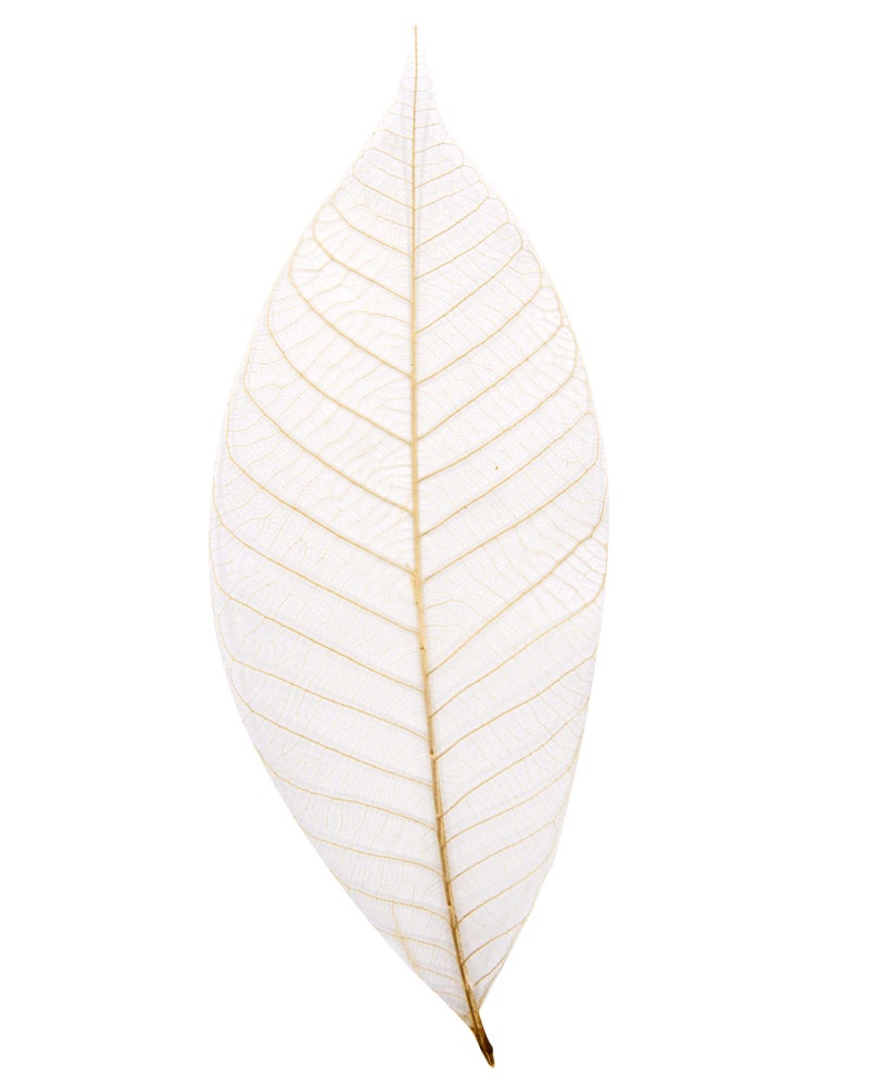 Cool Price CoolPrice Skeleton Natural Dried Rubber Leaves Artificial Leaves Craft Card Scrapbook Diy Handmade Embellishment For Decoration Art 100 Pcs. - Image 5