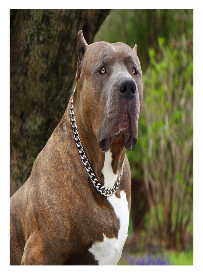 D&C PAWS طوق كلاب D&C PAWS شديد التحمل بسلسلة كوبية، مناسب للكلاب الكبيرة، مصنوع من الفولاذ القوي، حلقات معدنية ملونة، مناسب للسلالات الكبيرة، مثل: روت وايلر، بيتبول، ماستيف، كاني كورسو، دوبرمان، جريت دين، (4 مم، 24 بوصة) - Image 5