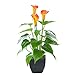 Beebel Artificial Flower Plants Calla Lily Faux Small Potted Plant with Black Pot Fake Bonsai Flower for Home, Office, - Image 2