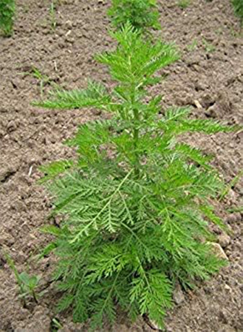 GGOOT 100 Semi Di Artemisia Annua *** Sweet Wormwood Seeds *** Qing-Hao