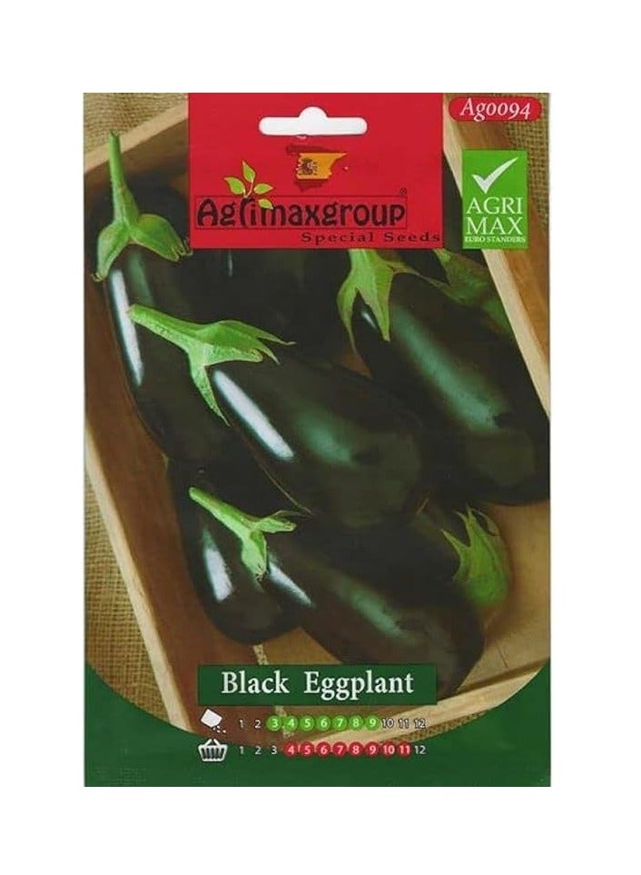 Agrimax Black Eggplant Premium Quality Seeds by Agrimaxgroup® - Image 2
