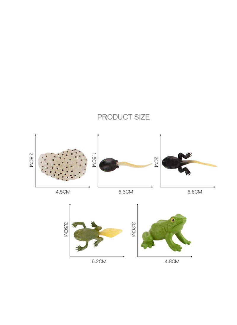 Excefore - Insect Life Cycle Figures 2 Sets Life Cycle Figurines of a Monarch Butterfly and a Frog Realistic Education Insects Life Stages Figures Insect Growth Cycle Model Toy Preschool Cognition Playset - Image 1