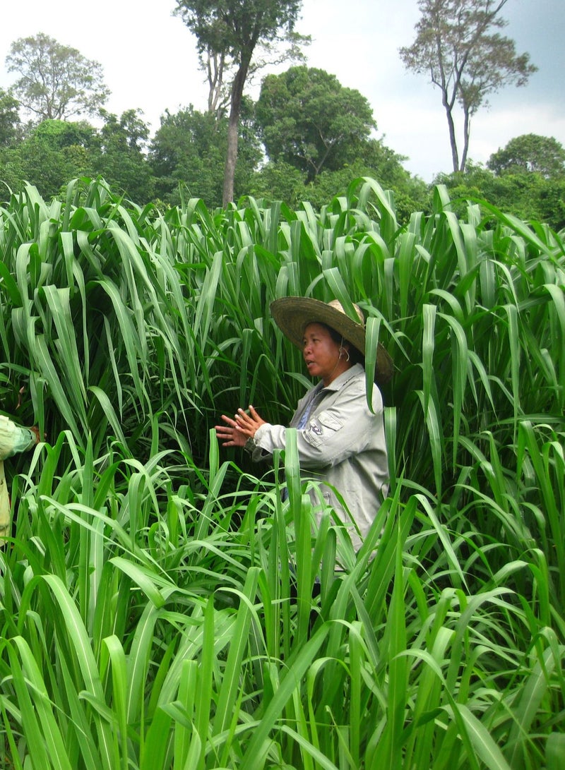 general Germiterra Bonicam Mombasa F1 Quality Seeds Made in Brazil/Panicum bembasa seeds Tanzania Grass/Suitable for UAE Climate 1kg - Image 2