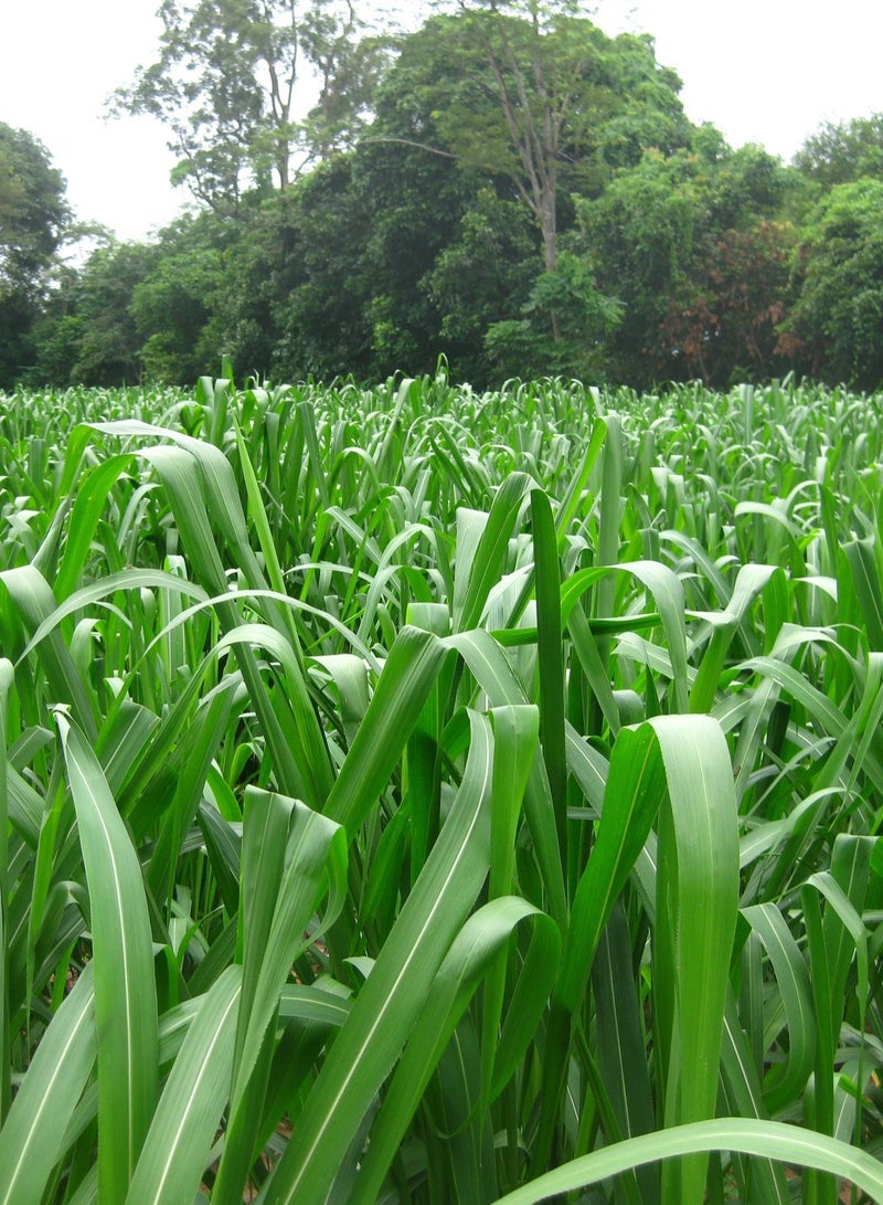 general Germiterra Bonicam Mombasa F1 Quality Seeds Made in Brazil/Panicum bembasa seeds Tanzania Grass/Suitable for UAE Climate 1kg - Image 3