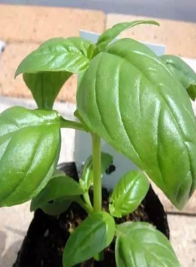 GGOOT 500Pcs DIY Greenery Plants Seeds Growing Kit Therapeutic Perennial Lemon Basil Seeds for Greenhouse Seeds 1size - Image 5