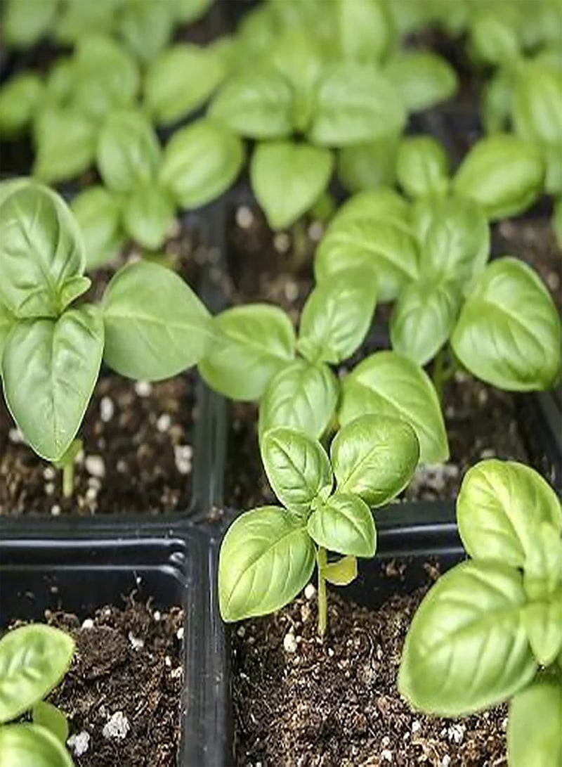 GGOOT 500Pcs DIY Greenery Plants Seeds Growing Kit Therapeutic Perennial Lemon Basil Seeds for Greenhouse Seeds 1size - Image 3