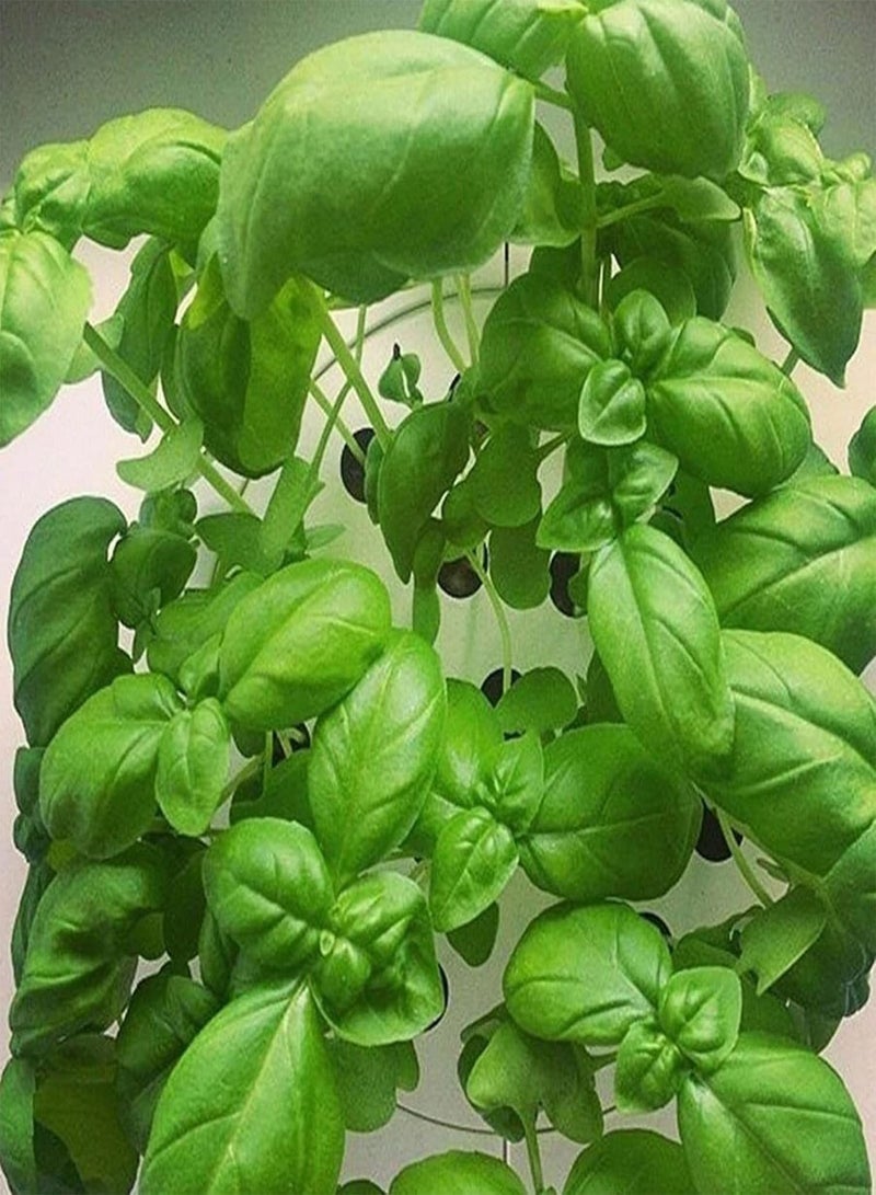 GGOOT 500Pcs DIY Greenery Plants Seeds Growing Kit Therapeutic Perennial Lemon Basil Seeds for Greenhouse Seeds 1size - Image 2