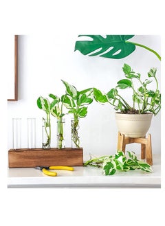 Y&D Desktop Glass Plant Propagation Station 5 Test Tube Terrarium in Wooden Stand for Hydroponic Plants Cutting Office Home Decoration  - Image 5