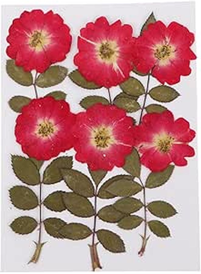 Natural Dried Pressed Roses for Resin Art DIY Crafts Scrapbooking Home Decoration 12 Pieces - Image 1