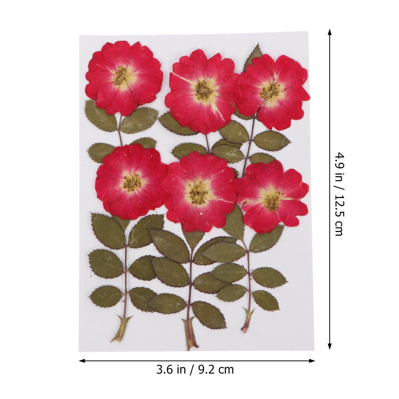 Natural Dried Pressed Roses for Resin Art DIY Crafts Scrapbooking Home Decoration 12 Pieces - Image 3
