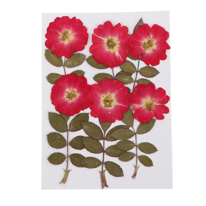 Natural Dried Pressed Roses for Resin Art DIY Crafts Scrapbooking Home Decoration 12 Pieces - Image 2