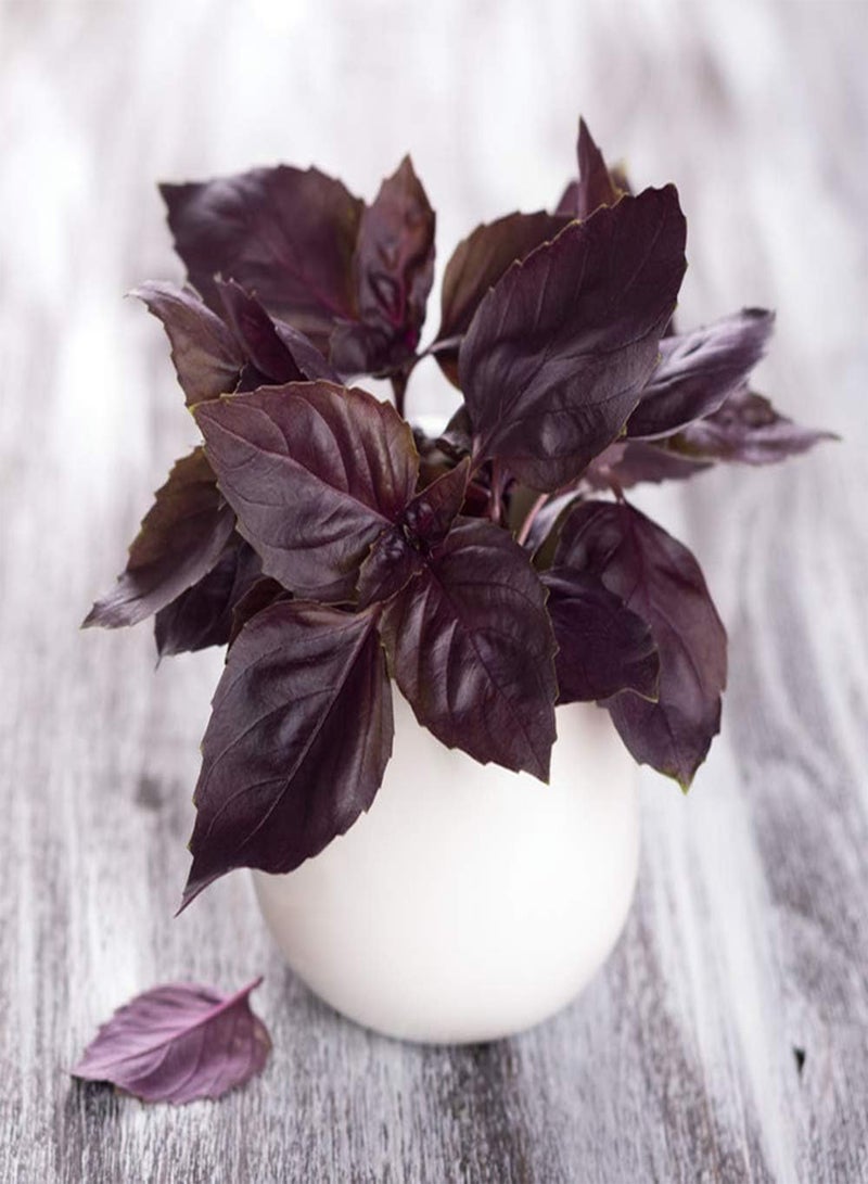 GGOOT 200Pcs Mix Basil Seeds Grow Your Own Indoor Premium Annual Heirloom Vegetable Herb Seed High Germination Rate Home Gardening Gifts - Image 2