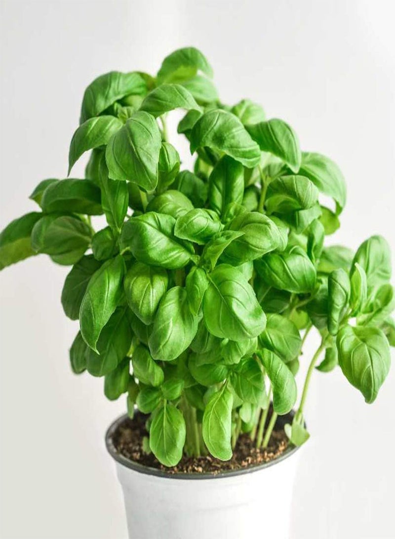 GGOOT 200Pcs Mix Basil Seeds Grow Your Own Indoor Premium Annual Heirloom Vegetable Herb Seed High Germination Rate Home Gardening Gifts - Image 3