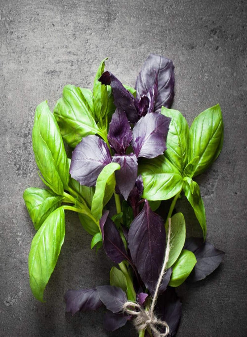 GGOOT 200Pcs Mix Basil Seeds Grow Your Own Indoor Premium Annual Heirloom Vegetable Herb Seed High Germination Rate Home Gardening Gifts - Image 4