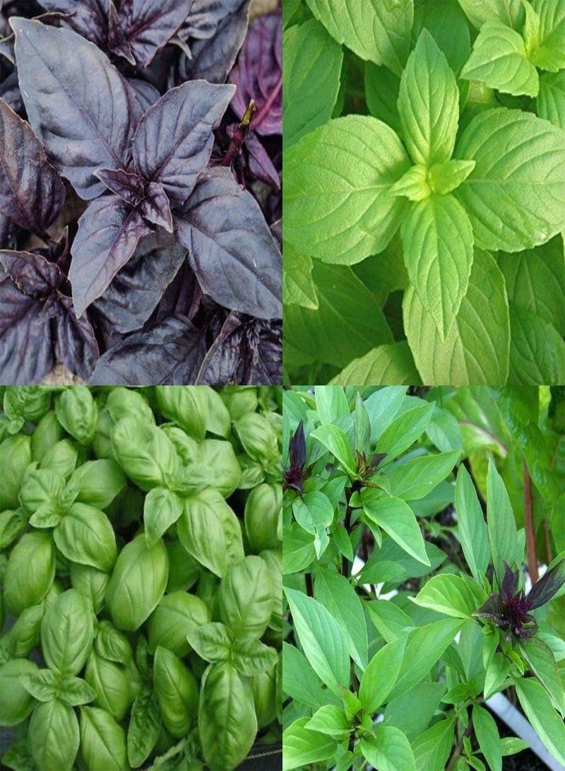 GGOOT 200Pcs Mix Basil Seeds Grow Your Own Indoor Premium Annual Heirloom Vegetable Herb Seed High Germination Rate Home Gardening Gifts - Image 1