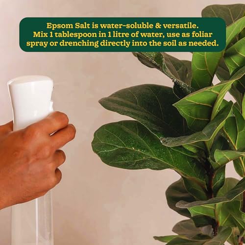Ugaoo Epsom Salt for Plants 1 Kg | Magnesium Sulphate Fertilizer for Indoor & Outdoor Plants | Improves Soil Nutrient Absorption, Growth Booster for Home Garden, Potting Soil Mix & Gardening Soil - Image 2