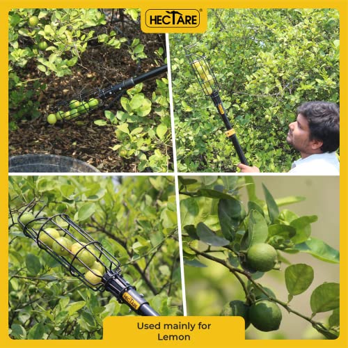 Hectare Multi-Purpose Small Fruit Picker & Plucker Basket | Ideal for Lemon, Chiku, Sapota and Amla Harvesting | Lightweight Manual Gardening Tool | Durable Fruit Catcher for Easy Picking - Image 5