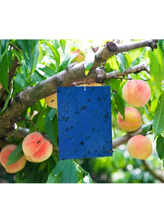 Hydrofarm Seabright HGSLTLT Sticky Thrip Leafminer Trap, Pack of 5 - Image 2