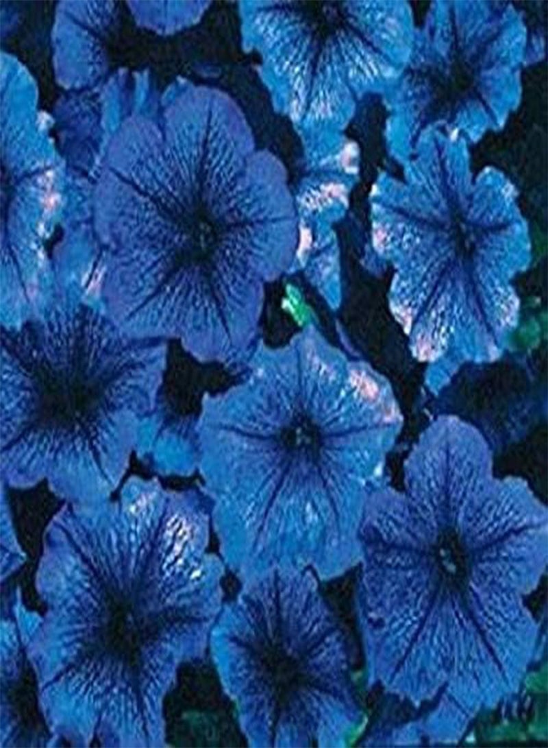 GGOOT seeds Fresh 200 Pcs  Perennial Flowers seeds for Planting Blue