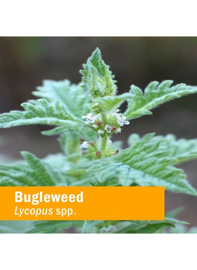 HERB PHARM - Bugleweed Extract for Endocrine System Support - 1 Ounce - Image 1