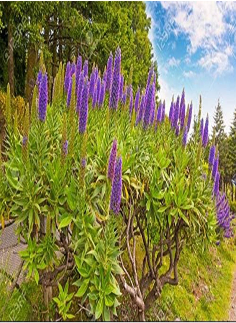 GGOOT Echium Candicans, Rare Shrub Wildlife by Heavy Torch, 5 Seeds  - Image 1