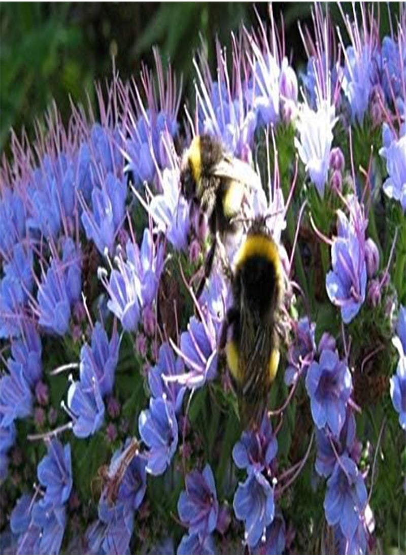 GGOOT Echium Candicans, Rare Shrub Wildlife by Heavy Torch, 5 Seeds  - Image 2