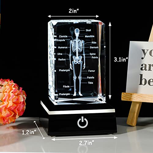 Movdyka 3D Human Skeleton Anatomy Model Doctor Psychology Graduation Gifts for Him Her, Laser Etched Crystal Skeleton Figurine Paperweight Science Biology Gift with Colorful LED Base - Image 4
