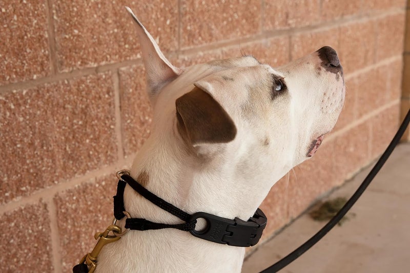 Starmark Pro-Training Dog Collar for Small Dogs - Adjustable and Humane Design - Image 5