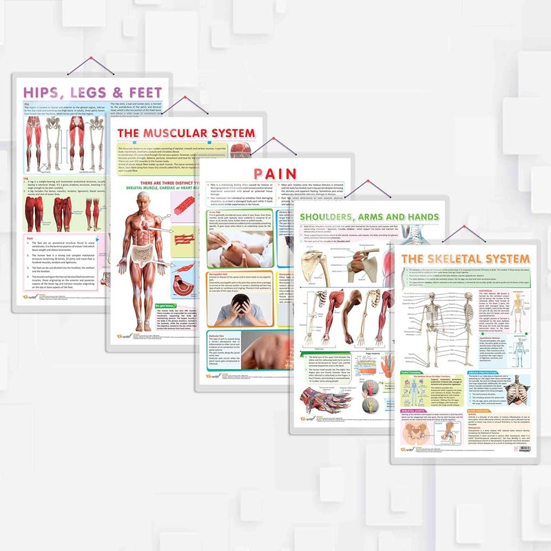 GoWoo COMBO OF 5 ANATOMY CHARTS - Image 1