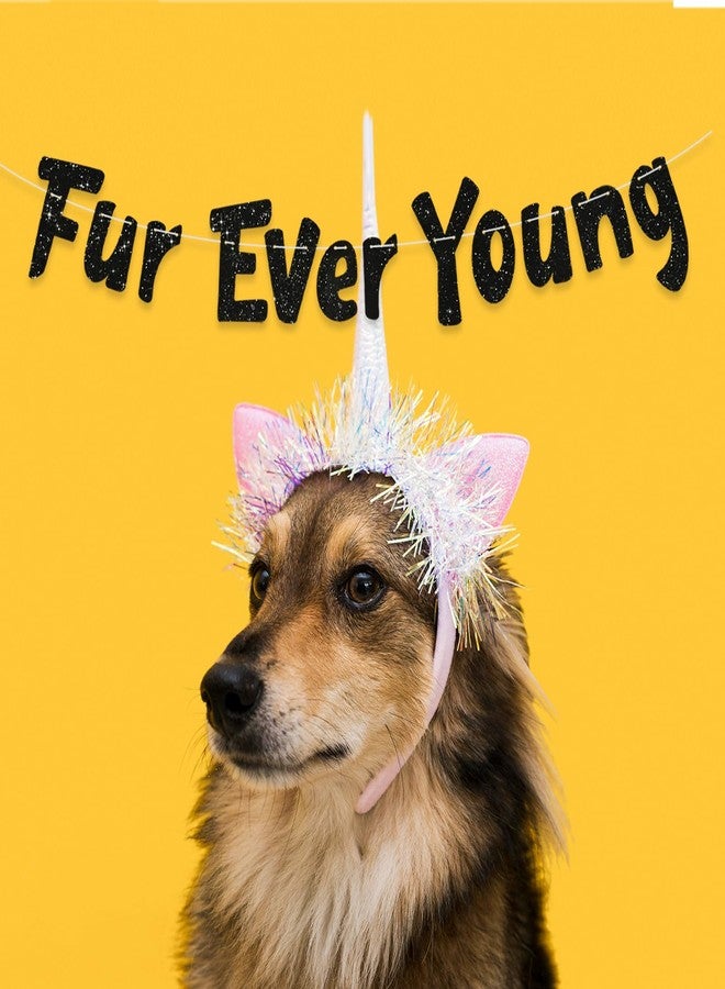 بيشيدا لافتة BEISHIDA السوداء اللامعة Furever Young، لا تحتاج إلى صنعها بنفسك، لافتة زينة لأعياد ميلاد الكلاب/القطط، لوازم حفلات مضحكة للجراء والقطط الصغيرة - Image 5