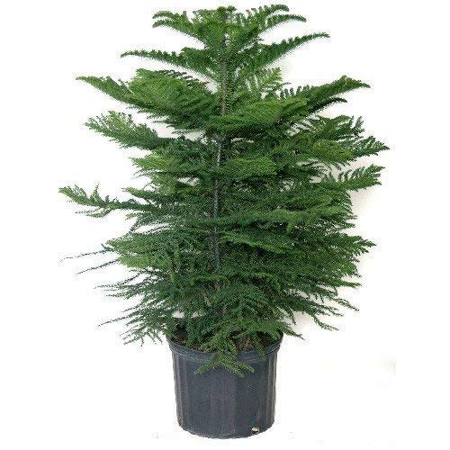 PlantaZee Christmas Tree Live Healthy Plant with Best Pot Indoor Indoor Plant - Image 1