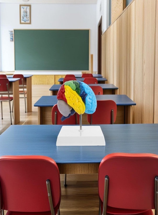 جارنيك نموذج تشريحي للدماغ البشري من شركة جارنيك بمقياس 1:1، نموذج نصف الكرة المخية الأيمن لطلاب الطب من الذكور والإناث - Image 3