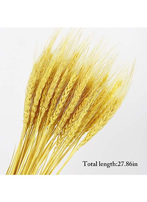 Dorakitten Dorakitten 25PCS Dried Wheat Sheaves Creative Lifelike Dried Wheat Stalks Dried Flower Dry Grass Bouquet Wedding Home Decoration  - Image 4