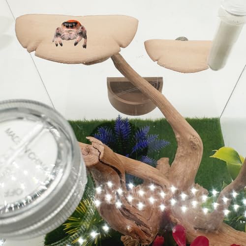 Okueejur 2 Pack Jumping Spider Accessories Mushroom Ledges & 1 Pack Water Bowl with Magnets for Spoods Jumping Spiders Magnetic Ledge Ladder Pet Spider Accessories (Not Included The Terrarium) (beige) - Image 4